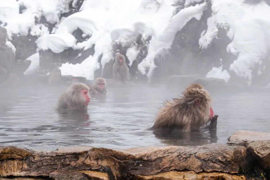 Dogo Onsen