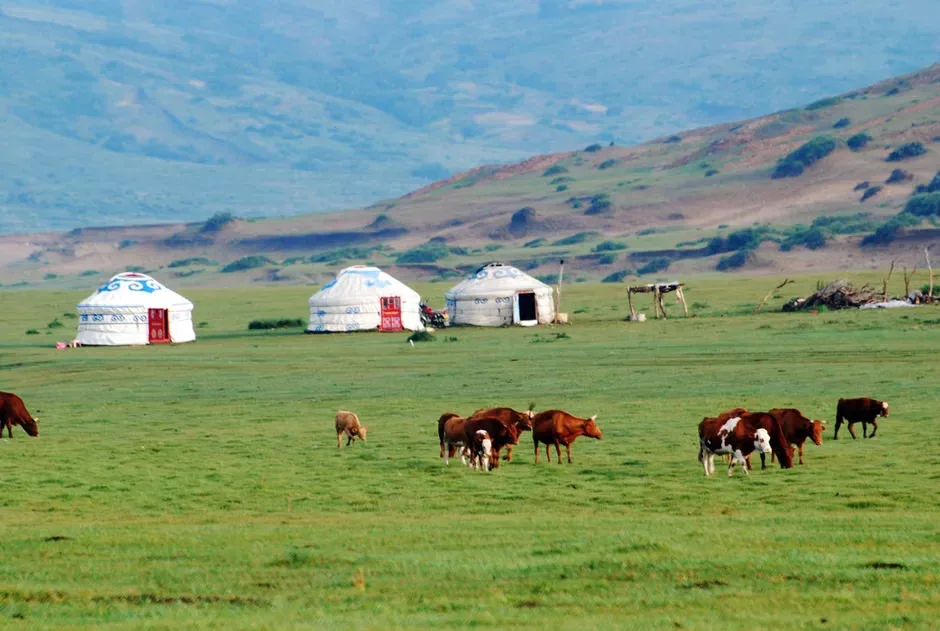 Ordos Grassland Mongolia Steppe