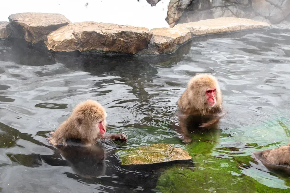 Jigokudani