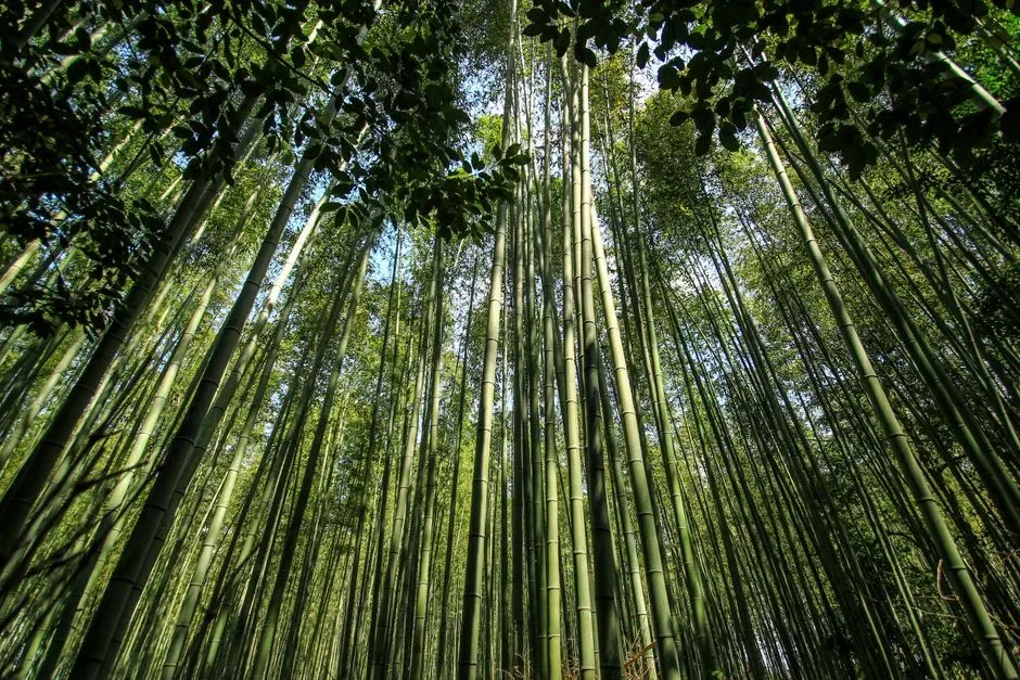 Arashiyama Bamboo Grove