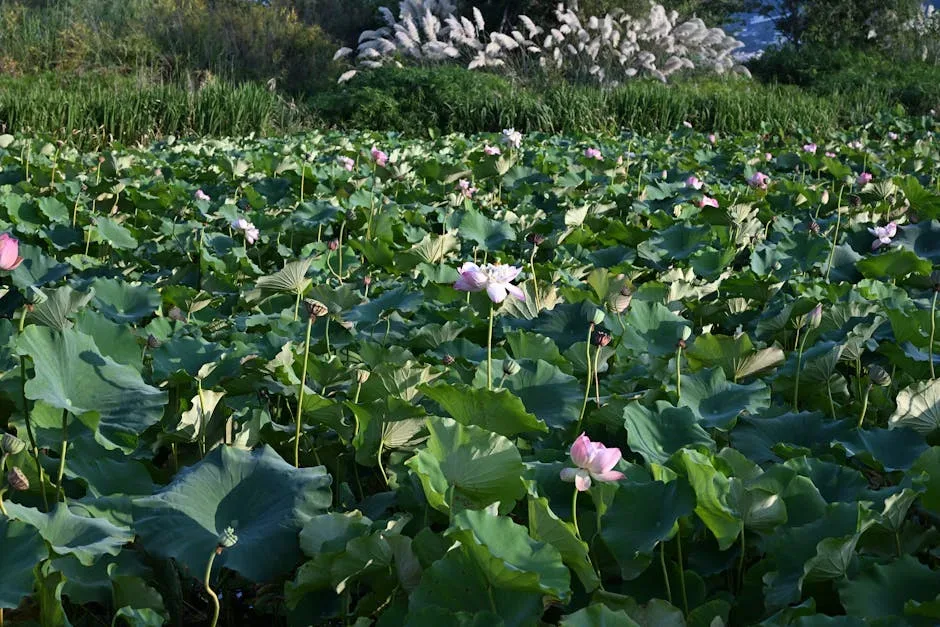 경상도 김천 당일여행 (직지사, 연화지, 방초정, 부항댐) 일정 이미지 2