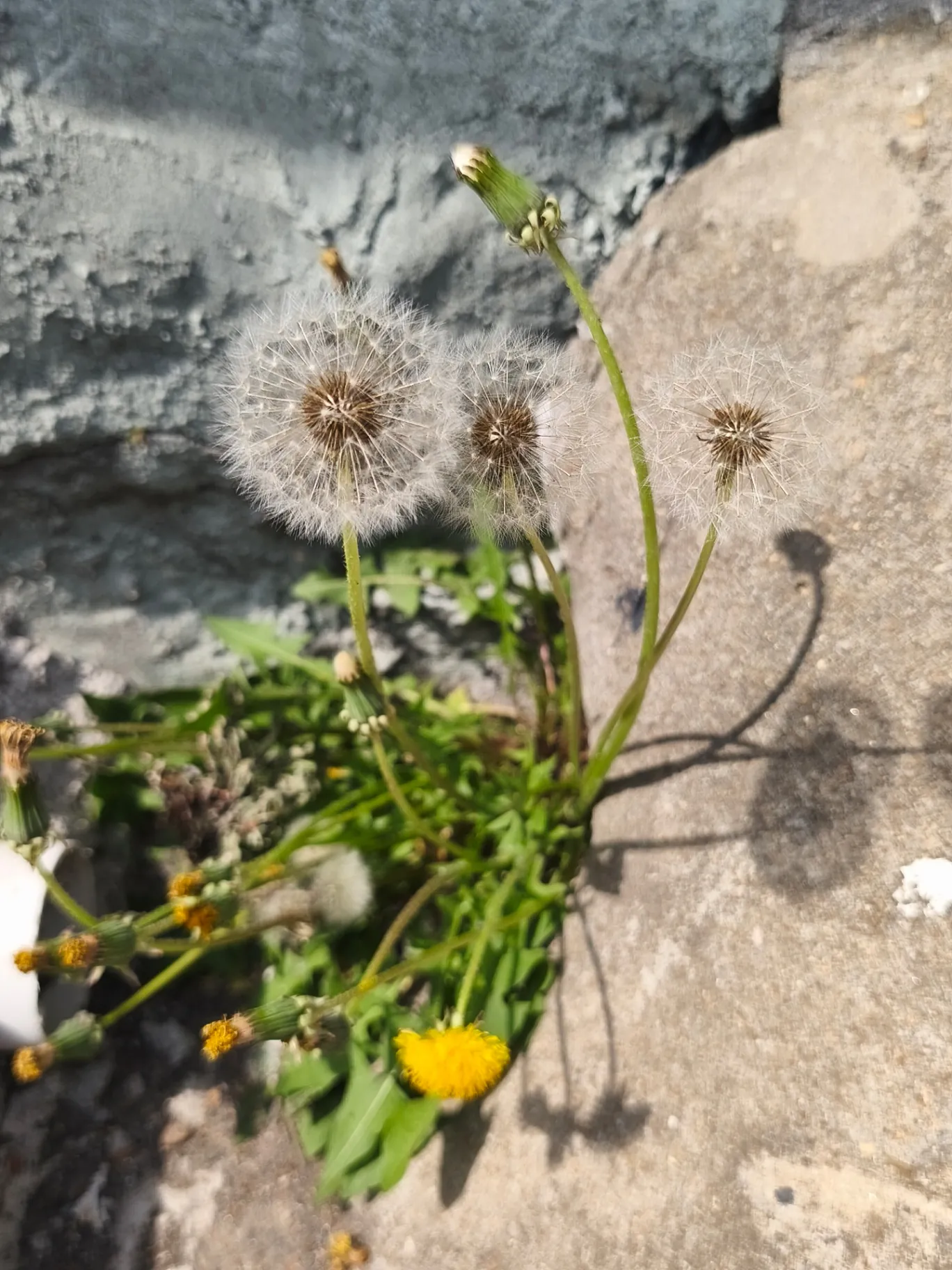 김성일의 일 가는 길에 오늘의 꽃(나무)~! 🥰🏵️ 이미지