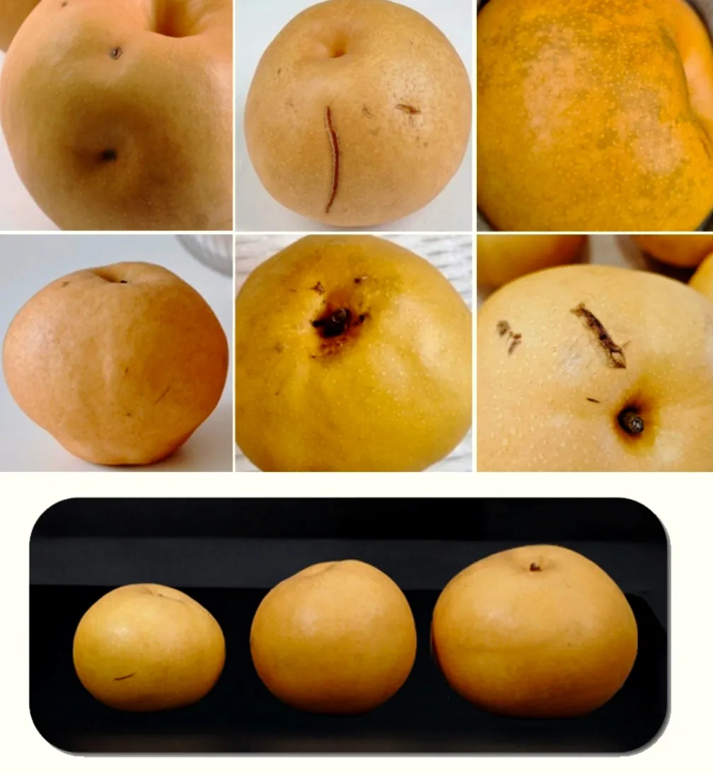 김성일의 신고배, 3kg, 1박스 이미지