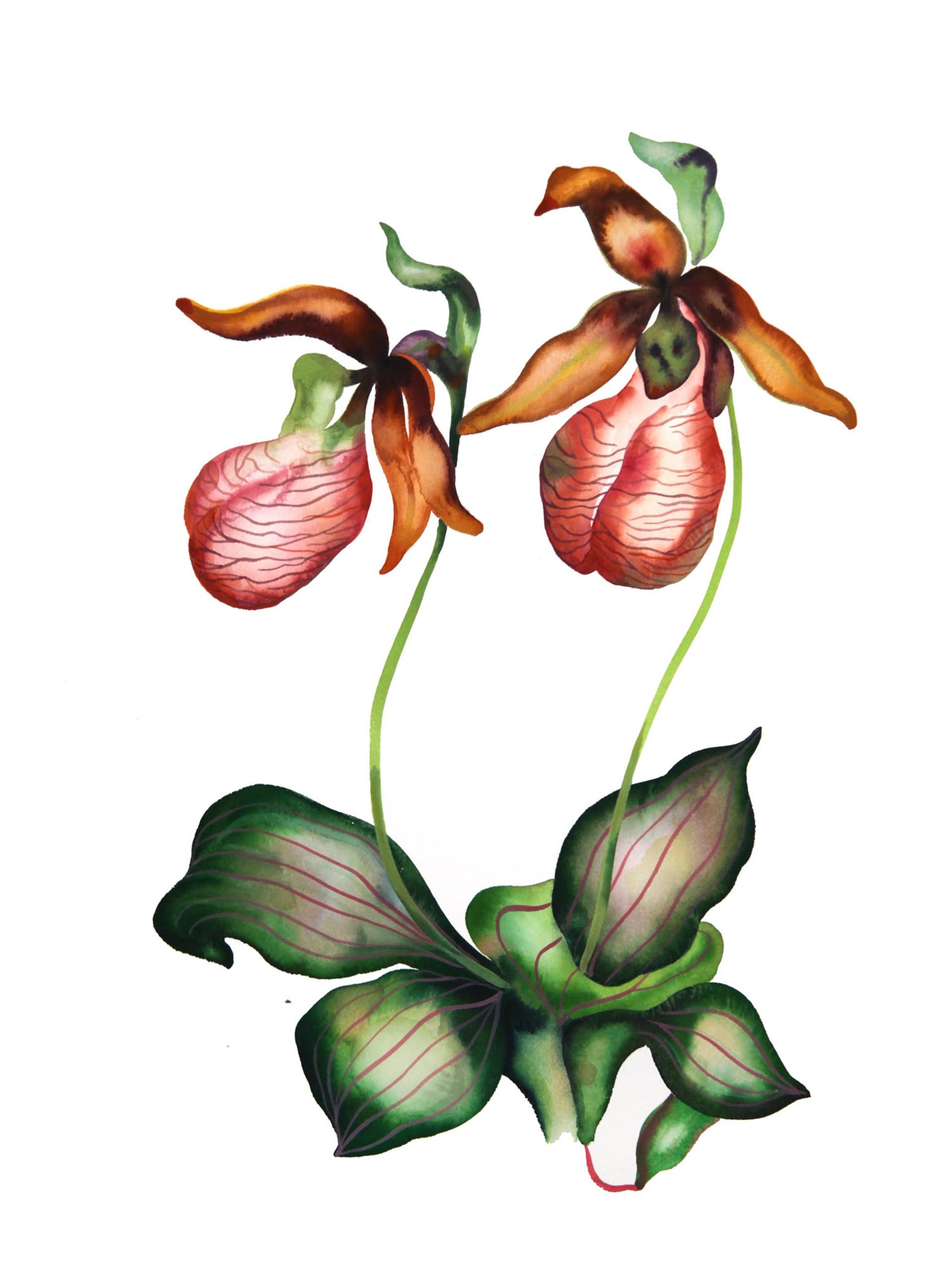 Testicular flowers