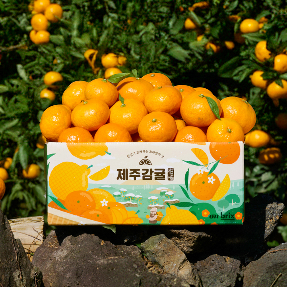 [산지직송] 1brix 차이로 취향까지 맞춘 효돈 타이벡 감귤 로열과 (일반/선물용)