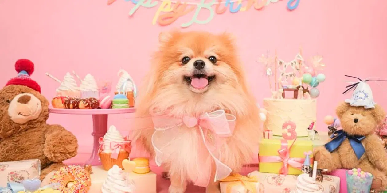 Korean Pet Stores: Guide to Shopping Korean Pet Supplies (2026)