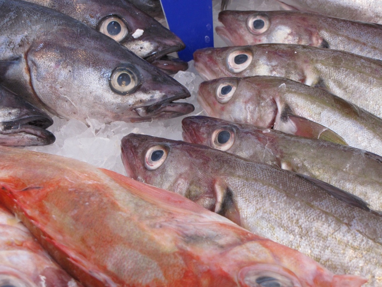 fish-214850_1280